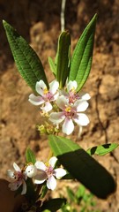 Trembleya parviflora