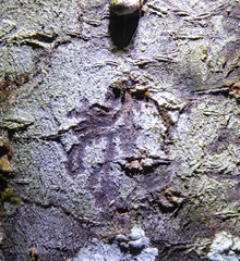 Opegrapha