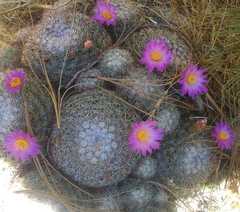 Mammillaria deherdtiana dodsonii