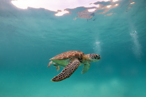 Green Sea Turtle