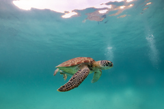 Green Sea Turtle