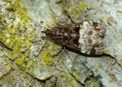 Scoparia minusculalis