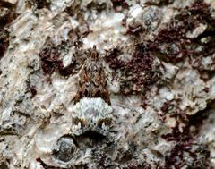 Scoparia minusculalis