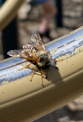 Trichiosoma triangulum