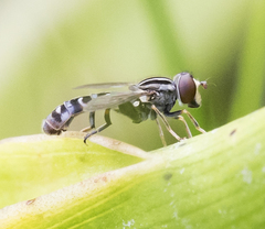 Anasimyia grisescens