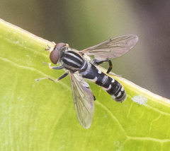 Anasimyia grisescens