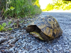 Testudo hermanni