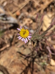 Erigeron foliosus franciscensis