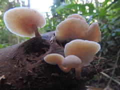 Basidiomycota