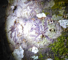 Opegrapha