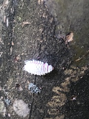 Eriococcus lagerstroemiae