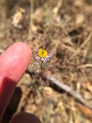 Erigeron foliosus franciscensis