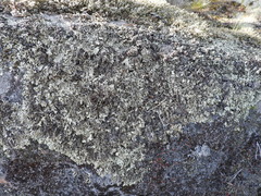 Xanthoparmelia stenophylla