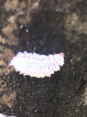 Eriococcus lagerstroemiae