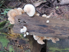Basidiomycota
