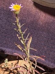 Erigeron foliosus franciscensis