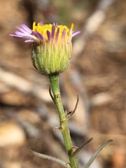 Erigeron foliosus franciscensis
