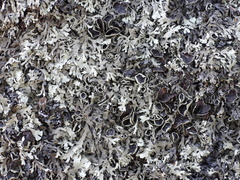 Xanthoparmelia stenophylla