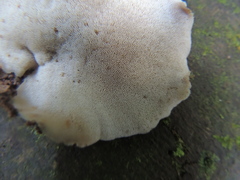 Basidiomycota