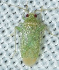 Orthotylus