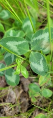 Trifolium pratense