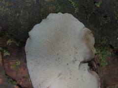 Basidiomycota