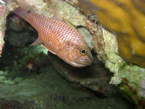 Apogon observed 2007-01-16