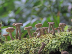 Lentinus