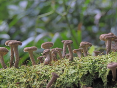 Lentinus