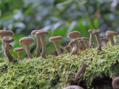 Lentinus