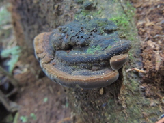 Fomitiporia atlantica