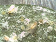 Metaleurodicus cardini