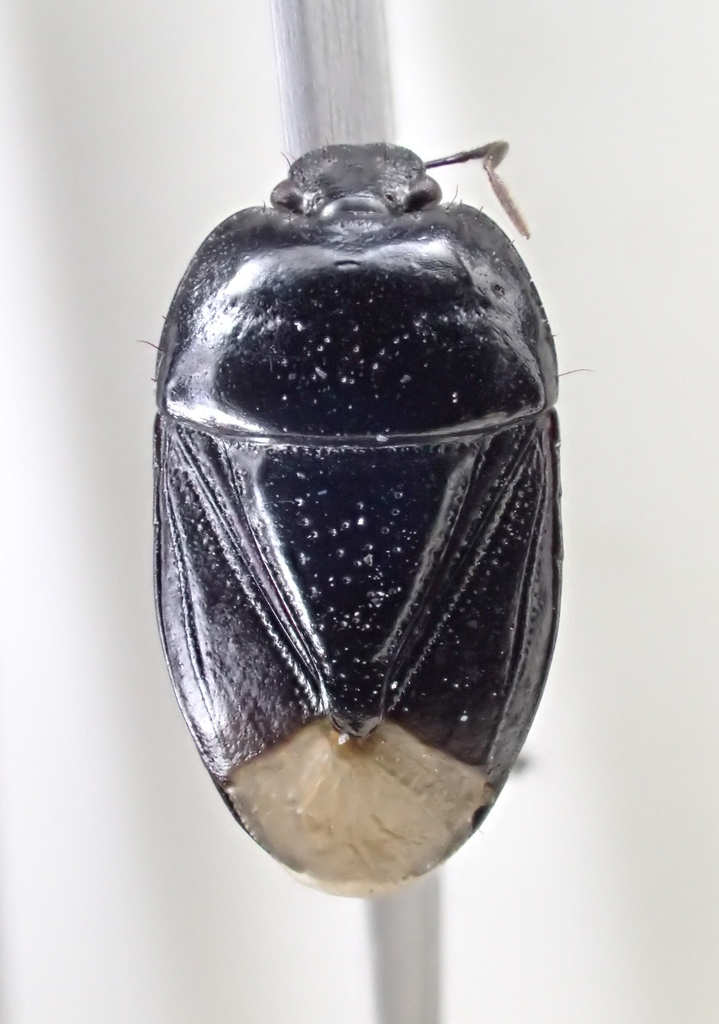 Dallasiellus californicus