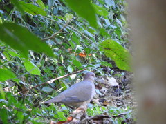 Leptotila verreauxi angelica