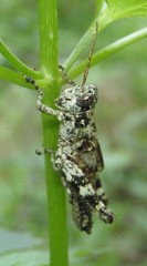 Melanoplus punctulatus
