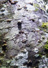 Opegrapha