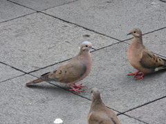 Zenaida auriculata hypoleuca