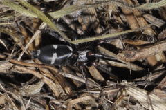 Poecilochroa albomaculata