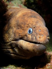 Gymnothorax unicolor