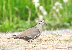 Zenaida asiatica mearnsi