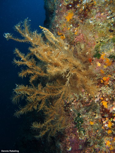 Representative image of Antipathella