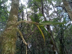 Jumellea stenophylla