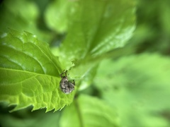 Pseudocneorhinus obesus