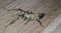 Melanoplus punctulatus