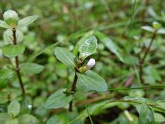 Gratiola sexdentata
