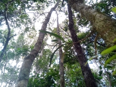 Jumellea stenophylla