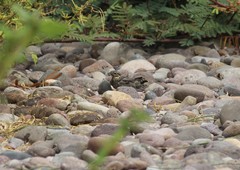 Chordeiles acutipennis