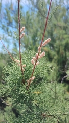 Tamarix canariensis