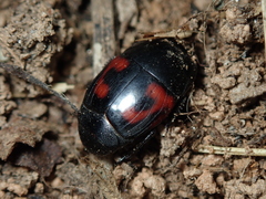 Hister quadrimaculatus