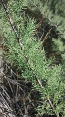 Tamarix canariensis